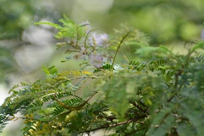 Mimosa platycarpa, photographed by Neptalí Ramírez Marcial