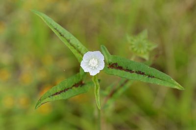 Anoda acerifolia, photographed by Neptalí Ramírez Marcial