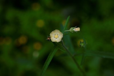 Anoda crenatiflora, photographed by Neptalí Ramírez Marcial