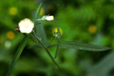 Anoda crenatiflora, photographed by Neptalí Ramírez Marcial