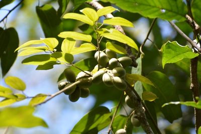 Abuta chiapasensis, photographed by Neptalí Ramírez Marcial