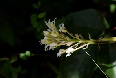 Govenia alba, photographed by Neptalí Ramírez Marcial
