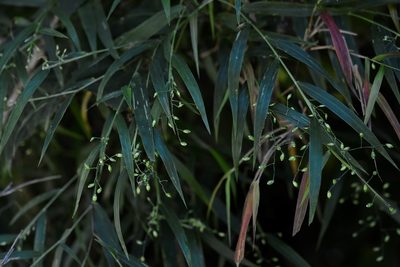 Lasiacis nigra, photographed by Neptalí Ramírez Marcial