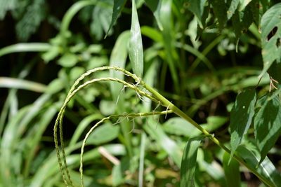 Tripsacum jalapense, photographed by Neptalí Ramírez Marcial