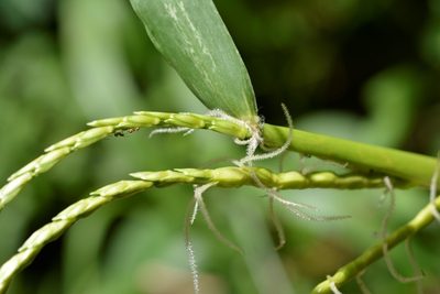 Tripsacum jalapense, photographed by Neptalí Ramírez Marcial