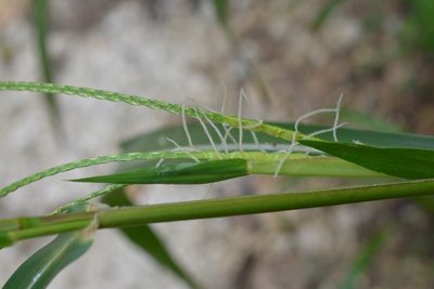 Tripsacum jalapense, photographed by Neptalí Ramírez Marcial