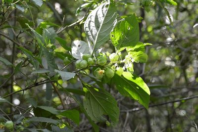 Physalis melanocystis, photographed by Neptalí Ramírez Marcial