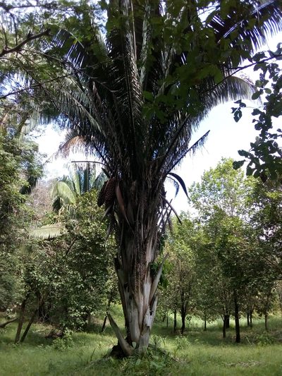 Attalea cohune, photographed by Israel Castorena Lemus