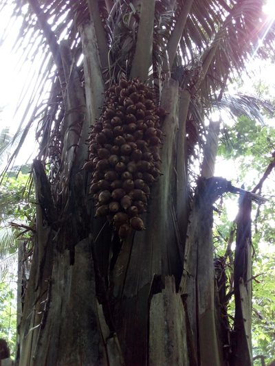Attalea cohune, photographed by Israel Castorena Lemus