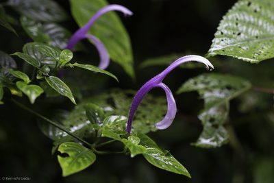 Poikilacanthus macranthus, photographed by Ken-ichi Ueda