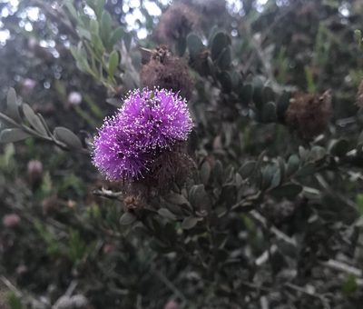 Melaleuca nesophila, photographed by lemonsnapp