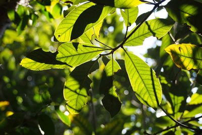 Lithocarpus edulis, photographed by harum.koh