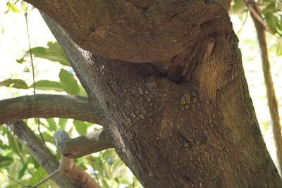 Lithocarpus edulis, photographed by harum.koh