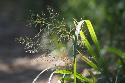 Eragrostis ferruginea, photographed by harum.koh