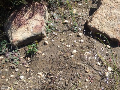 Heliophila pinnata, photographed by Chris Vynbos