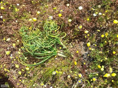 Gethyllis verticillata, photographed by Chris Vynbos