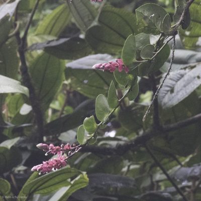 Cavendishia complectens, photographed by Ken-ichi Ueda