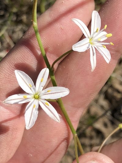 Trachyandra affinis, photographed by Dave U