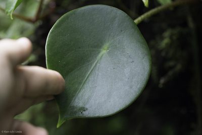 Peperomia hernandiifolia, photographed by Ken-ichi Ueda