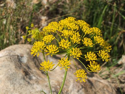 Kundmannia sicula, photographed by Aissa Djamel Filali