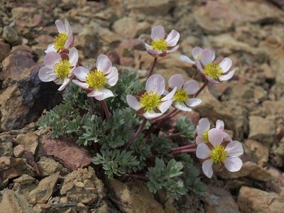 Ranunculus andersonii, photographed by Jim Morefield