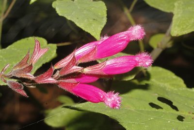 Salvia involucrata, photographed by Juan Cruzado Cortés