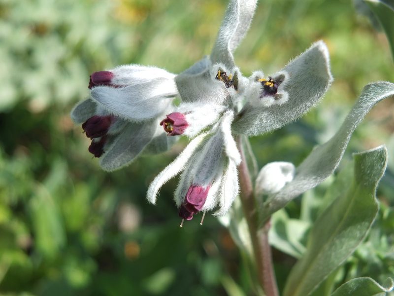 Solenanthus tubiflorus, photographed by Aissa Djamel Filali