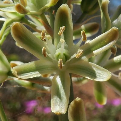 Trimelopter unifolium, photographed by Kevin Murray