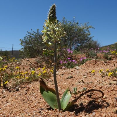 Trimelopter unifolium, photographed by Kevin Murray