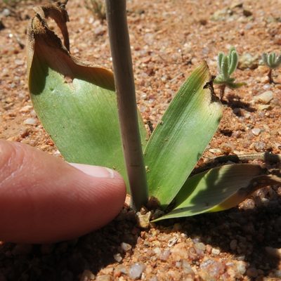 Trimelopter unifolium, photographed by Kevin Murray
