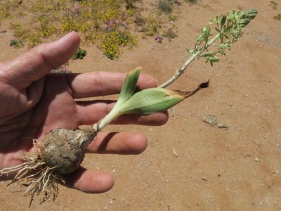 Trimelopter unifolium, photographed by Kevin Murray