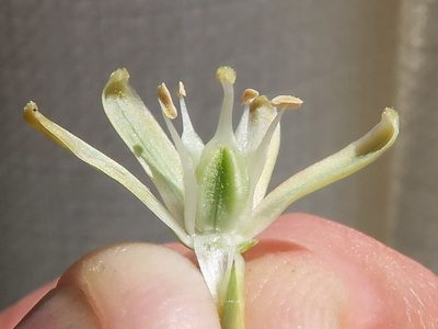 Trimelopter unifolium, photographed by Kevin Murray