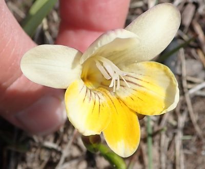 Freesia caryophyllacea, photographed by Nicola van Berkel