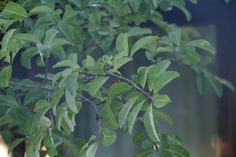 Erythroxylum confusum, photographed by Eric Knight