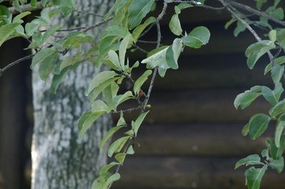 Erythroxylum confusum, photographed by Eric Knight