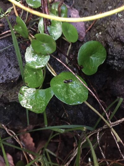 Peperomia bracteata, photographed by Scott Loarie