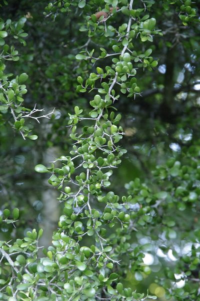 Terminalia molinetii, photographed by Eric Knight
