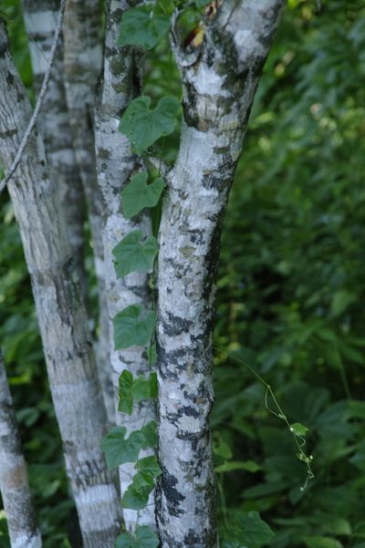 Terminalia molinetii, photographed by Eric Knight
