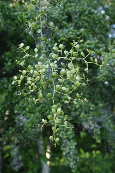Terminalia molinetii, photographed by Eric Knight