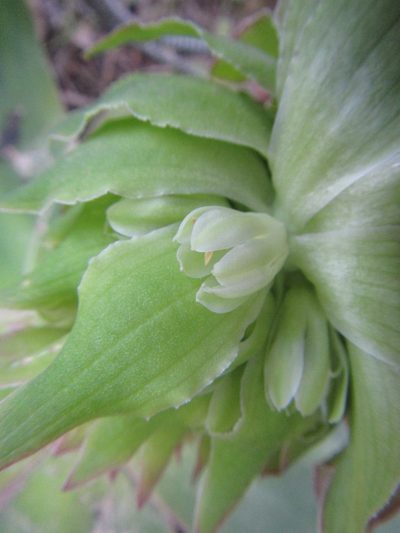 Eucomis regia, photographed by douglaseustonbrown