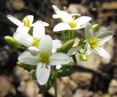 Sebaea aurea, photographed by douglaseustonbrown