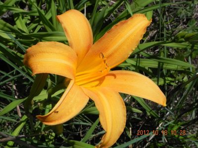 Hemerocallis lilioasphodelus, photographed by Peter Warren