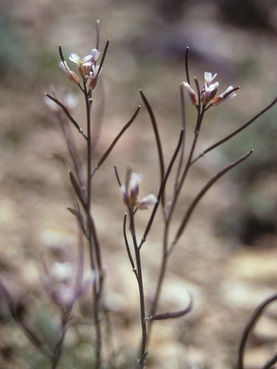 Boechera bodiensis, photographed by Jim Morefield