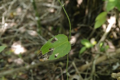 Smilax havanensis, photographed by Eric Knight