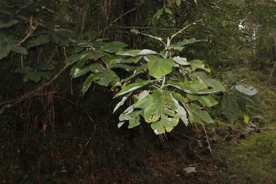 Magnolia alejandrae, photographed by Juan Cruzado Cortés