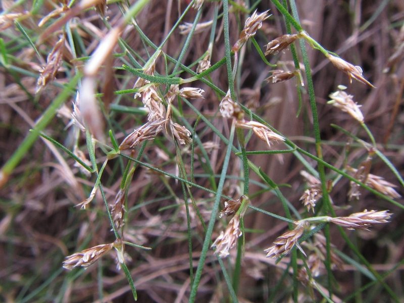 Anthochortus graminifolius, photographed by douglaseustonbrown