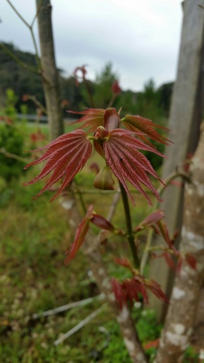 Acer campbellii, photographed by Eugene Popov