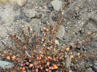 Epilobium microphyllum, photographed by Paula Greer