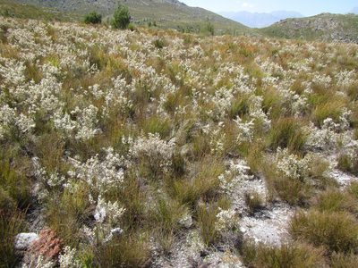 Erica penicilliformis, photographed by douglaseustonbrown