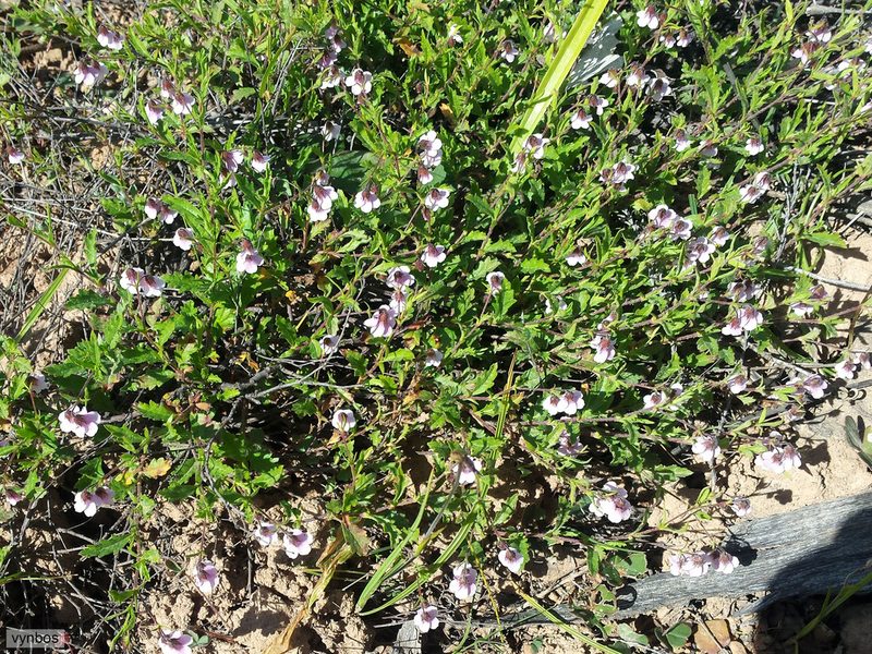 Hermannia verdoorniae, photographed by Chris Vynbos